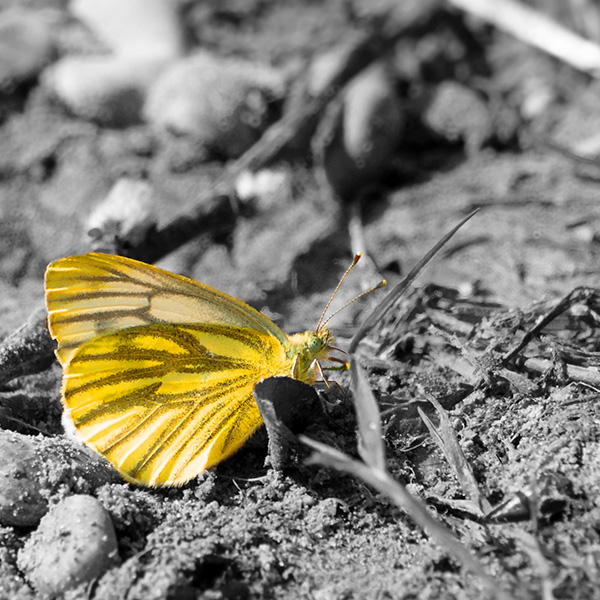 Schmetterling